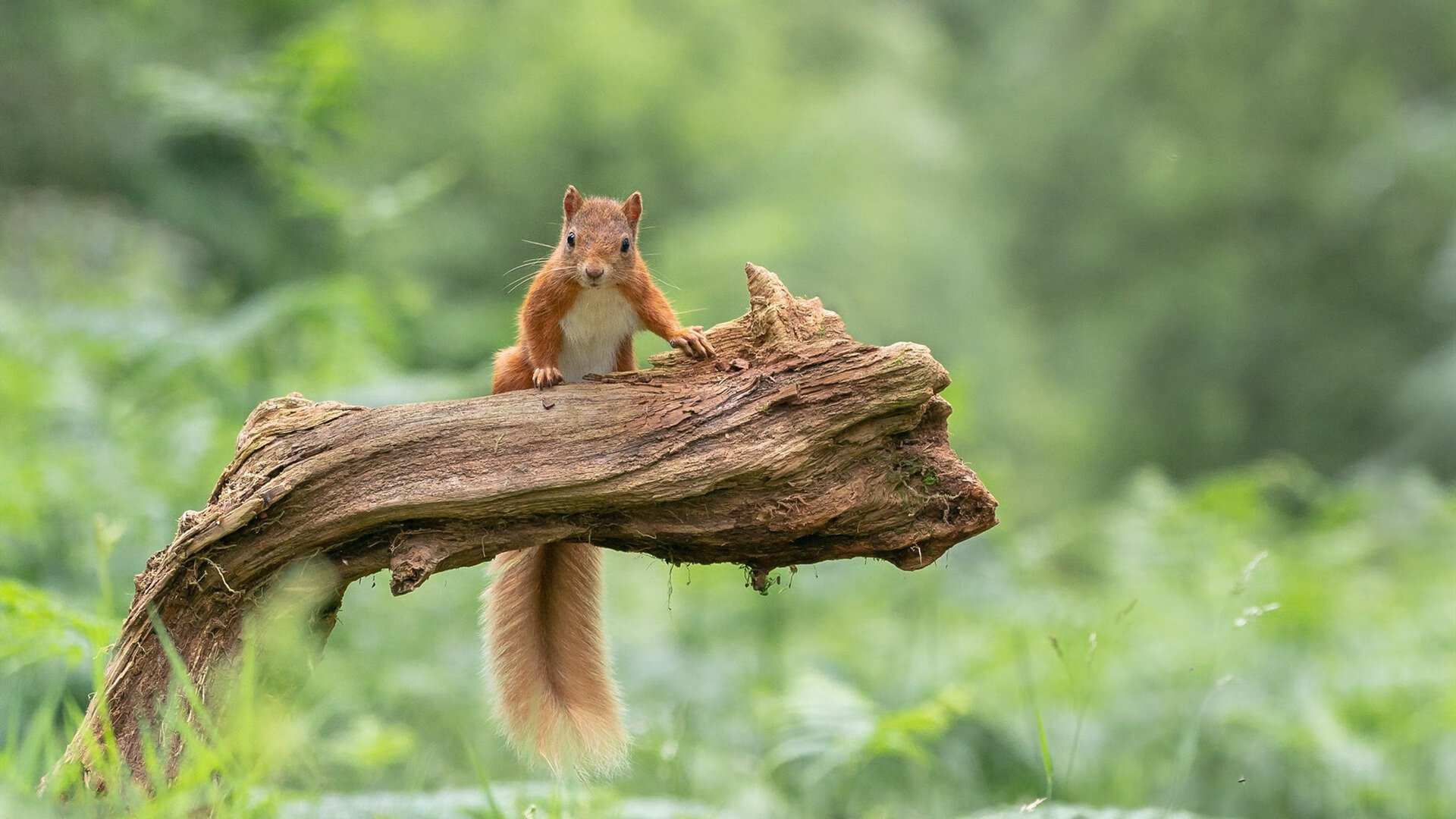 开云体育在线赛事直播-体育公益项目影响力扩大,体育公益项目影响力扩大的原因