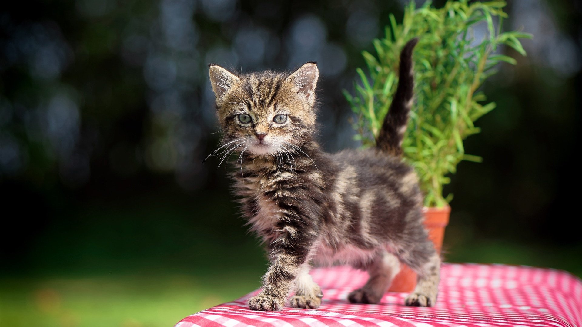 开云网页版-团队协作默契，双人跳表现突出，双人跳最好的组合是什么