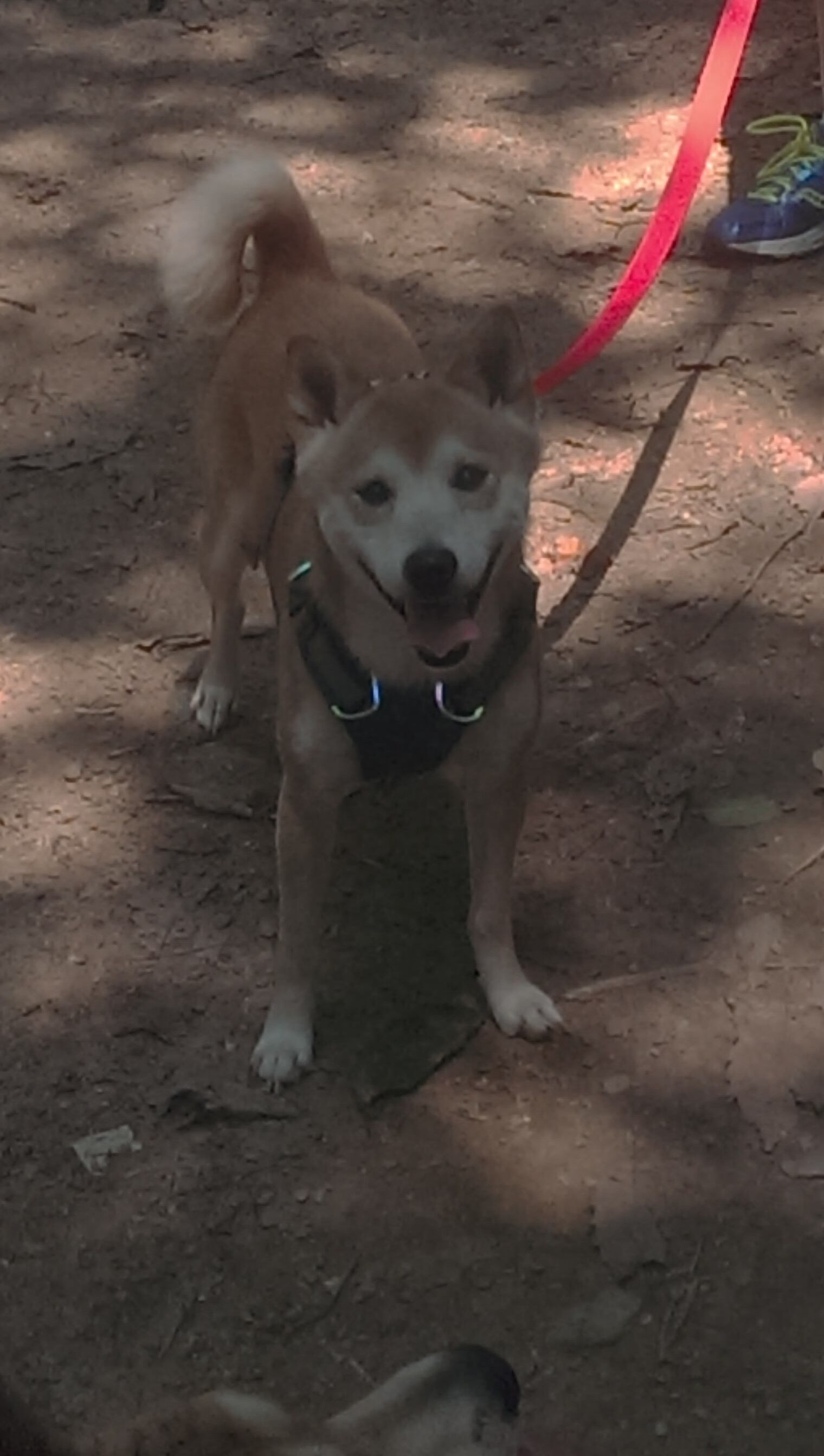 开云平台-国家篮球新闻中心澄清转会谣言与官方立场说明，国家篮球联盟