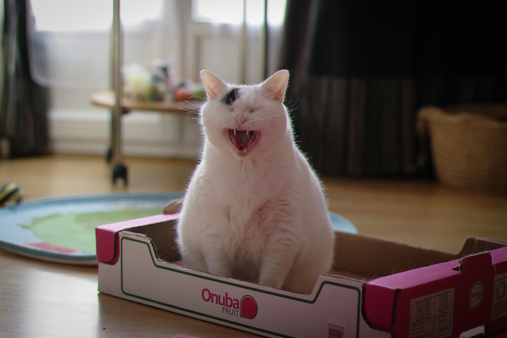 开云网页版-帕特森的精准组织与球场领导力,帮助袋鼠队稳住局面,帕特森数据