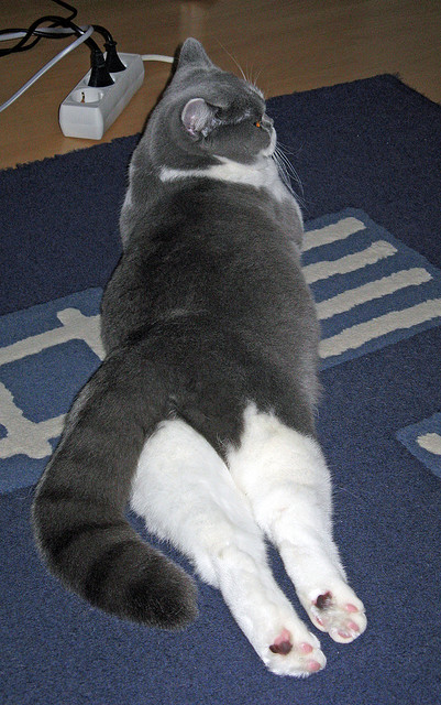 kaiyun登录入口-意甲组织艺术:策略与技巧全方位展现!,意甲系派